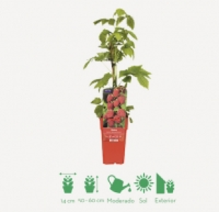 Planta frutal