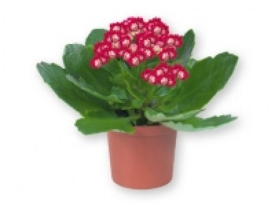Mini Kalanchoe 0.99 €