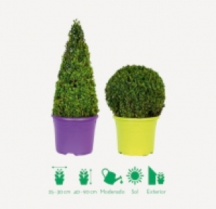 SURTIDO DE CIPRESES O BUXUS