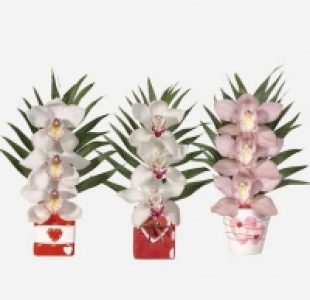 Arreglo con 3 orquídeas 4.99 €