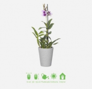 Orquídea 6.99 €