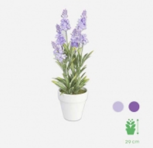 Flor de lavanda