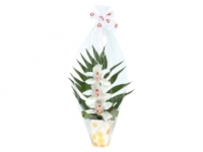 Arreglo de 3 orquídeas 4.99 €