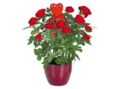 Rosal / Kalanchoe 5.99 €