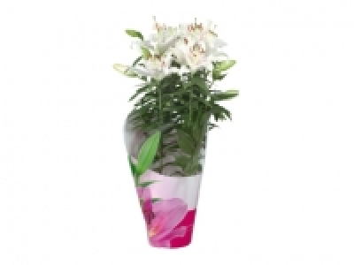 Plantas con flor 7.99 €