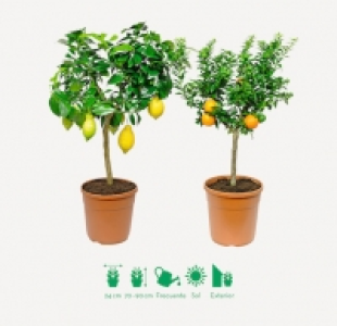 Garden Feelings® PLANTA MEDITERRÁNEA