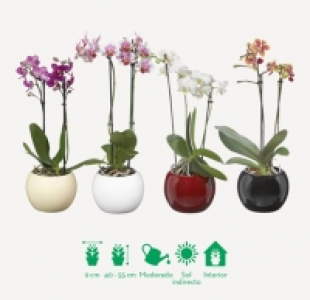 Garden Feelings® Orquídea en tiesto de cerámica