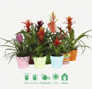 Aldi  Bromelia en tiesto