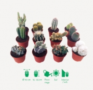 Cactus 3.99 €