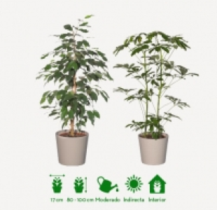 Aldi Garden Feelings® PLANTA VERDE