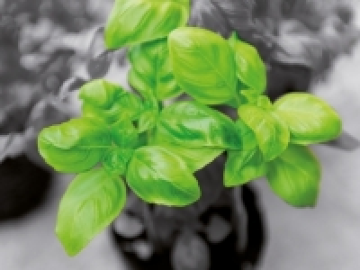 Albahaca 0.59 €