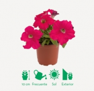PETUNIAS
