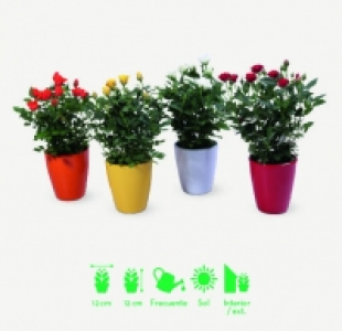 ROSAL 2.99 €