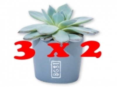 Suculentas 1.99 €