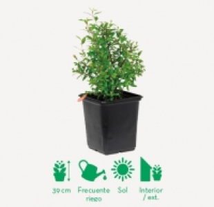 Planta frutal 2.49 €