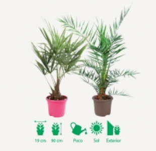 PALMERA