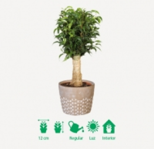 Planta con tiesto decorativo
