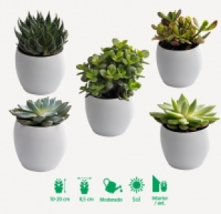 Aldi  PLANTAS CRASAS
