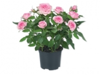 Rosales 1.99 €