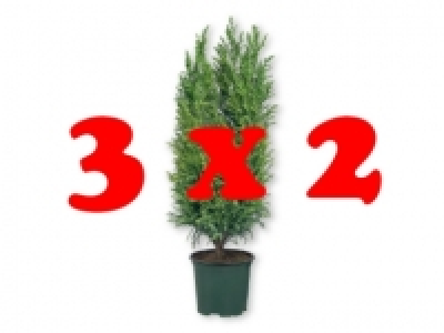 Lidl  Mix coníferas 3x2