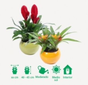 Bromelia