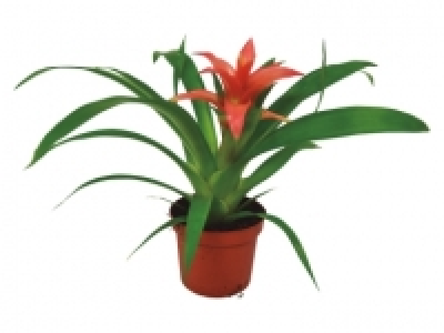 Vriesea / Guzmania 4.99 €