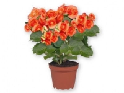 Plantas con flor 2.99 €