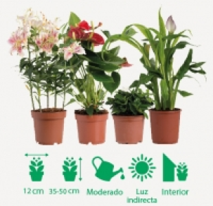 Planta