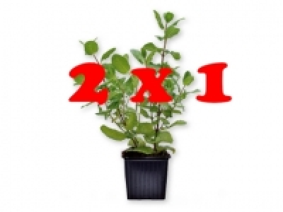 Hierbas aromáticas 2 x 1 0.99 €