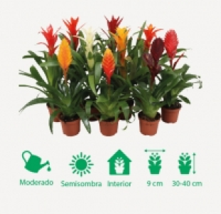 VRIESEA MIX 3.49 €