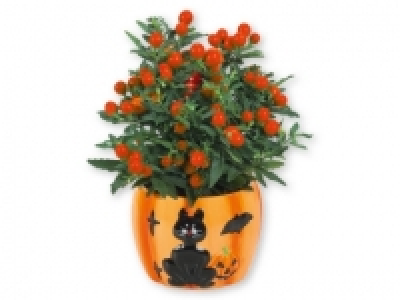 Planta en calabaza de Halloween 2.99 €