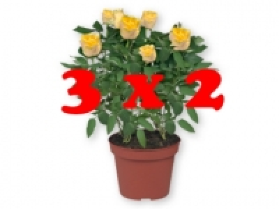 Rosal 3 x 2 2.99 €