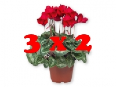 Ciclamen 3 x 2 2.99 €