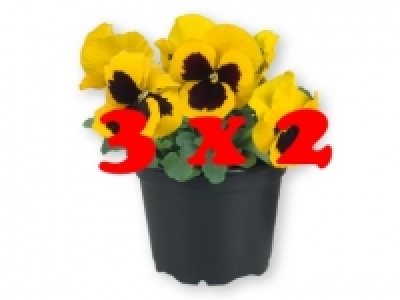 Pensamiento 3 x 2 0.79 €