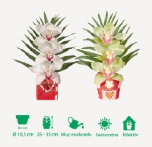 Orquídea 4.99 €