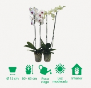 Phalaenopsis 6.99 €
