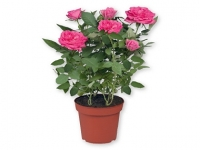 Rosal 2.99 €