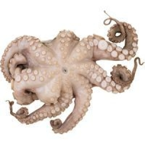 Pulpo