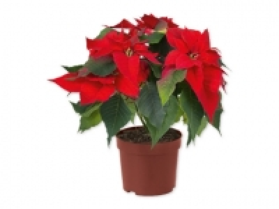 Flor de Pascua 7.99 €