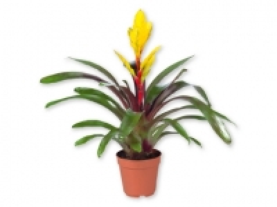 Vriesea/ Guzmania 4.99 €
