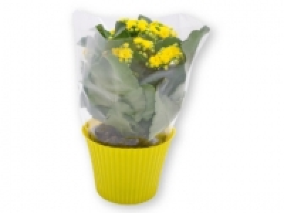 Kalanchoe 2.99 €