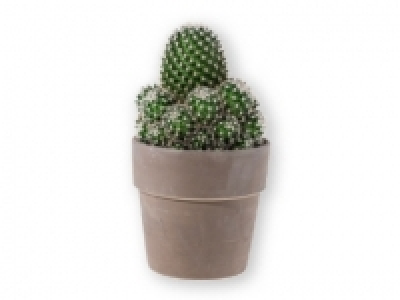 Cactus 5.99 €