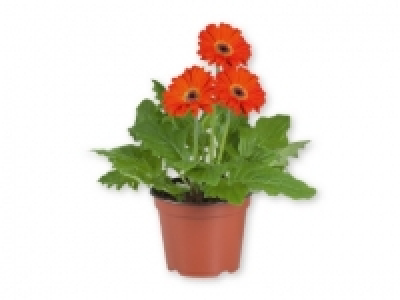 Lidl  Plantas con flor