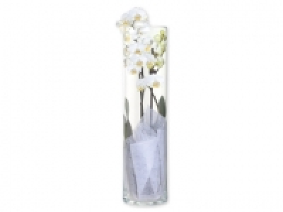 Orquídea de 2 tallos 9.99 €