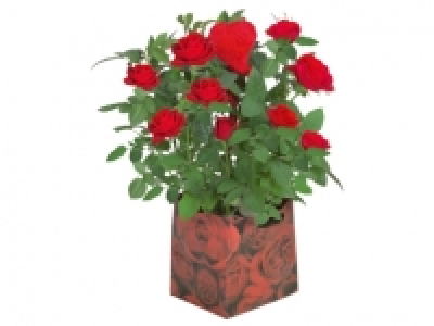 Rosal 3.99 €
