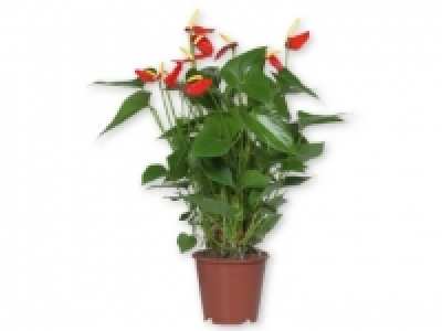 Anturio 6.99 €