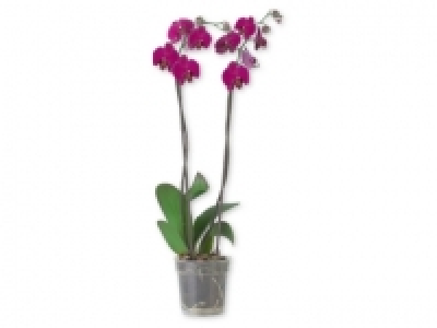 Orquídea de 2 tallos 8.99 €
