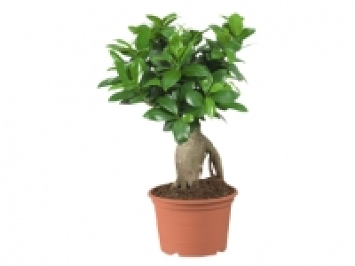 Ficus ginseng 6.99 €