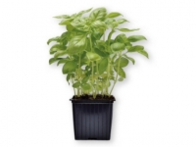 Albahaca 0.59 €
