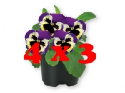 Pensamiento 4 x 3 0.99 €